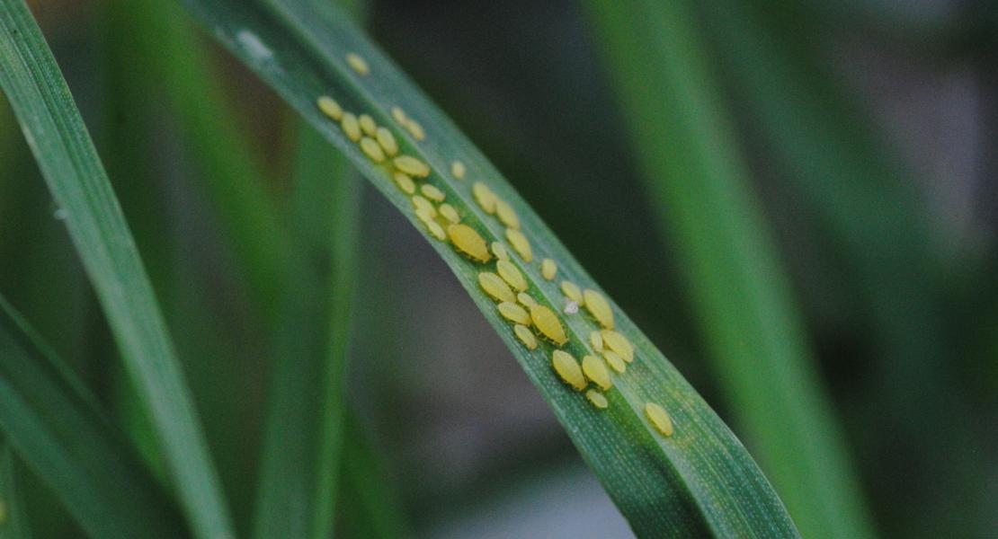 Aphids